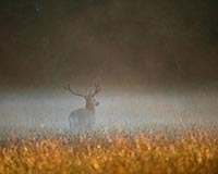 Rothirsch - Zum Vergroessern klicken!